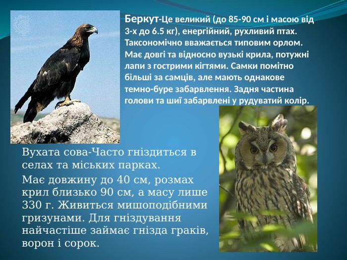 Беркут-Це великий (до 85-90 см і масою від 3-х до 6.5 кг), енергійний, рухливий птах. Таксономічно вважається типовим орлом. Має довгі та відносно вузькі крила, потужні лапи з гострими кігтями. Самки помітно більші за самців, але мають однакове темно-буре забарвлення. Задня частина голови та шиї забарвлені у рудуватий колір. Вухата сова-Часто гніздиться в селах та міських парках. Має довжину до 40 см, розмах крил близько 90 см, а масу лише 330 г. Живиться мишоподібними гризунами. Для гніздування найчастіше займає гнізда граків, ворон і сорок.