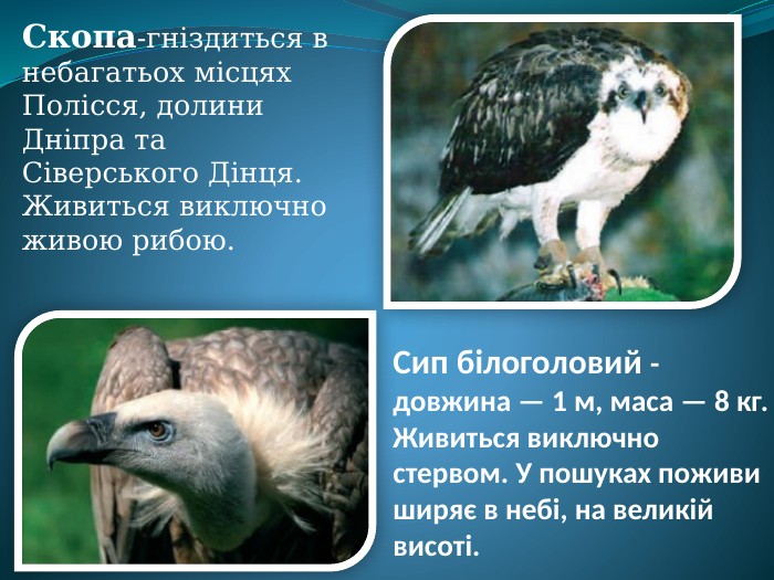 Сип білоголовий -довжина — 1 м, маса — 8 кг. Живиться виключно стервом. У пошуках поживи ширяє в небі, на великій висоті. Скопа-гніздиться в небагатьох місцях Полісся, долини Дніпра та Сіверського Дінця. Живиться виключно живою рибою.