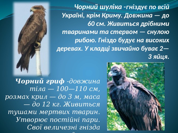 Чорний шуліка -гніздує по всій Україні, крім Криму. Довжина — до 60 см. Живиться дрібними тваринами та стервом — снулою рибою. Гніздо будує на високих деревах. У кладці звичайно буває 2—3 яйця. Чорний гриф -довжина тіла — 100—110 см, розмах крил — до 3 м, маса — до 12 кг. Живиться тушами мертвих тварин. Утворює постійні пари. Свої величезні гнізда влаштовує на деревах.