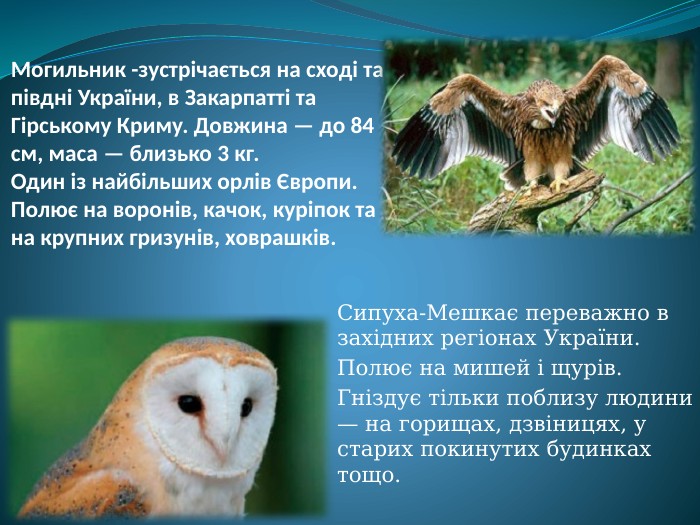 Могильник -зустрічається на сході та півдні України, в Закарпатті та Гірському Криму. Довжина — до 84 см, маса — близько 3 кг. Один із найбільших орлів Європи. Полює на воронів, качок, куріпок та на крупних гризунів, ховрашків. Сипуха-Мешкає переважно в західних регіонах України. Полює на мишей і щурів. Гніздує тільки поблизу людини — на горищах, дзвіницях, у старих покинутих будинках тощо.
