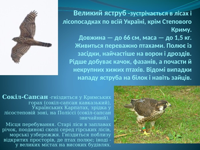 Великий яструб -зустрічається в лісах і лісопосадках по всій Україні, крім Степового Криму. Довжина — до 66 см, маса — до 1,5 кг. Живиться переважно птахами. Полює із засідки, найчастіше на ворон і дроздів. Рідше добуває качок, фазанів, а почасти й некрупних хижих птахів. Відомі випадки нападу яструба на білок і навіть зайців. Сокіл-Сапсан -гнiздиться у Кримських горах (сокiл-сапсан кавказький), Українських Карпатах, зрiдка у лiсостеповiй зонi, на Полiссi (сокiл-сапсан звичайний). Місця перебування. Старі ліси в заплавах річок, поодинокі скелі серед гірських лісів, морські узбережжя. Гніздиться поблизу відкритих просторів, де птах полює; іноді - у великих містах на високих будівлях.