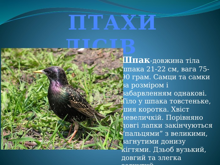 Шпак-довжина тіла шпака 21-22 см, вага 75-90 грам. Самци та самки за розміром і забарвленням однакові. Тіло у шпака товстеньке, шия коротка. Хвіст невеличкій. Порівняно довгі лапки закінчуються “пальцями” з великими, загнутими донизу кігтями. Дзьоб вузький, довгий та злегка загнутий. ПТАХИ ЛІСІВ