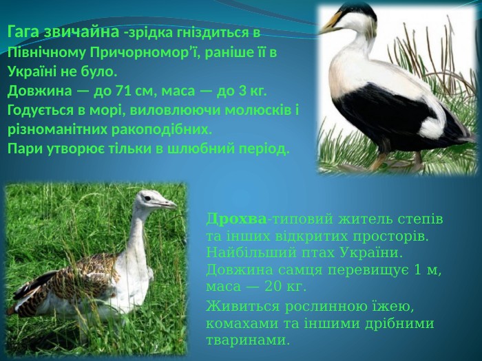 Гага звичайна -зрідка гніздиться в Північному Причорномор’ї, раніше її в Україні не було. Довжина — до 71 см, маса — до 3 кг. Годується в морі, виловлюючи молюсків і різноманітних ракоподібних. Пари утворює тільки в шлюбний період. Дрохва-типовий житель степів та інших відкритих просторів. Найбільший птах України. Довжина самця перевищує 1 м, маса — 20 кг. Живиться рослинною їжею, комахами та іншими дрібними тваринами.