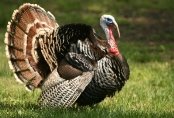 http://honeygarden.ru/animals_and_birds/domesticated_turkey/domesticated_turkey.jpg