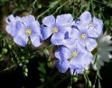 http://dic.academic.ru/pictures/wiki/files/70/Flax_flowers.jpg