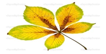 depositphotos_33241459-Autumnal-Horse-Chestnut-Leaf