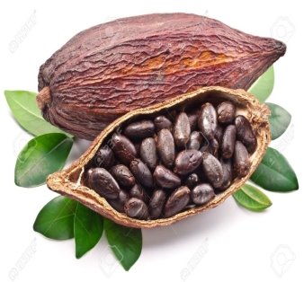 C:\Users\1\Desktop\18959031-Cocoa-pod-on-a-white-background--Stock-Photo.jpg