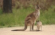 Австралійський кенгуру з дитинчам