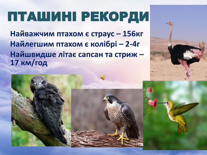 ПТАШИНІ РЕКОРДИНайважчим птахом є страус – 156кг. Найлегшим птахом є колібрі – 2-4г. Найшвидше літає сапсан та стриж – 17 км/год