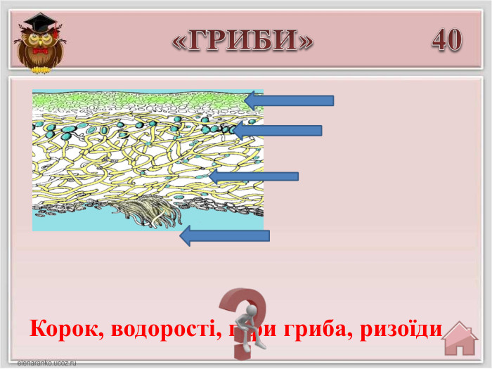 Корок, водорості, гіфи гриба, ризоїди40«ГРИБИ»