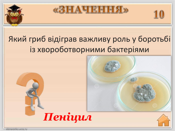 10 Який гриб відіграв важливу роль у боротьбі із хвороботворними бактеріями. Пеніцил «ЗНАЧЕННЯ»