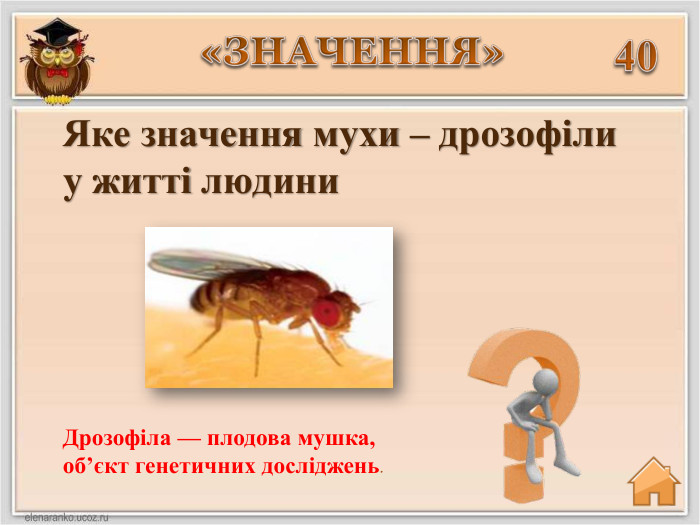 40 Дрозофіла — плодова мушка, об’єкт генетичних досліджень.«ЗНАЧЕННЯ»Яке значення мухи – дрозофіли у житті людини