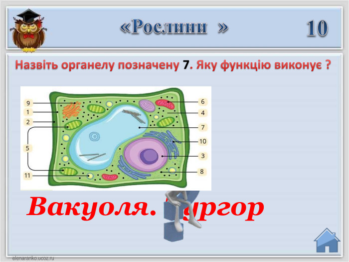 «Рослини »10 Вакуоля. Тургор. Назвіть органелу позначену 7. Яку функцію виконує ?