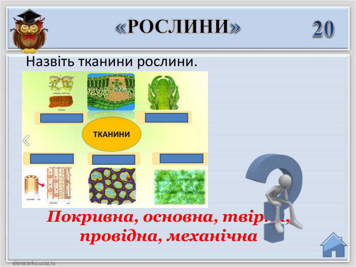 20 Покривна, основна, твірна, провідна, механічна«РОСЛИНИ»Назвіть тканини рослини.