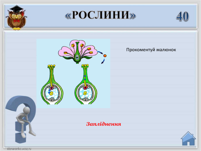 40«РОСЛИНИ»Запліднення Прокоментуй малюнок