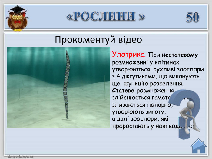 Улотрикс. При нестатевому розмноженні у клітинах утворюються рухливі зооспори з 4 джгутиками, що виконують ще функцію розселення. Статеве розмноження здійснюється гаметами, які зливаються попарно, утворюють зиготу, а далі зооспори, які проростають у нові водорості50«РОСЛИНИ »Прокоментуй відео