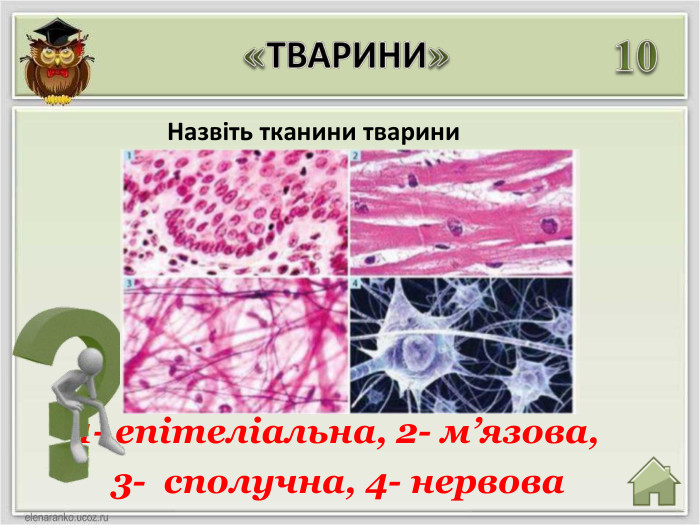«ТВАРИНИ»101- епітеліальна, 2- м’язова, 3- сполучна, 4- нервова. Назвіть тканини тварини