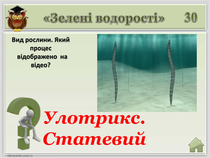 30 Вид рослини. Який процес відображено на відео? «Зелені водорості»Улотрикс. Статевий