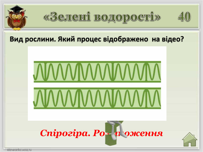 40 Вид рослини. Який процес відображено на відео? Спірогіра. Розмноження «Зелені водорості»