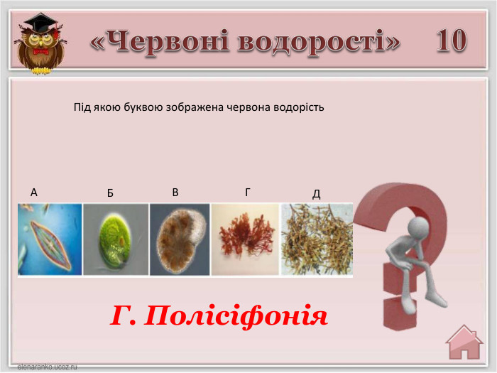 «Червоні водорості»10 Г. Полісіфонія. АБВГДПід якою буквою зображена червона водорість