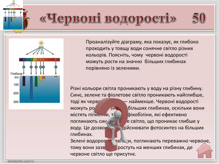 50«Червоні водорості»Різні кольори світла проникають у воду на різну глибину. Синє, зелене та фіолетове світло проникають найглибше, тоді як червоне світло — найменше. Червоні водорості можуть рости на значно більших глибинах, оскільки вони містять пігменти, такі як фікобіліни, які ефективно поглинають синє і зелене світло, що проникає глибше у воду. Це дозволяє їм здійснювати фотосинтез на більших глибинах. Зелені водорості, навпаки, поглинають переважно червоне, тому вони зазвичай ростуть на менших глибинах, де червоне світло ще присутнє. Проаналізуйте діаграму, яка показує, як глибоко проходить у товщу води сонячне світло різних кольорів. Поясніть, чому червоні водорості можуть рости на значно більших глибинах порівняно із зеленими.
