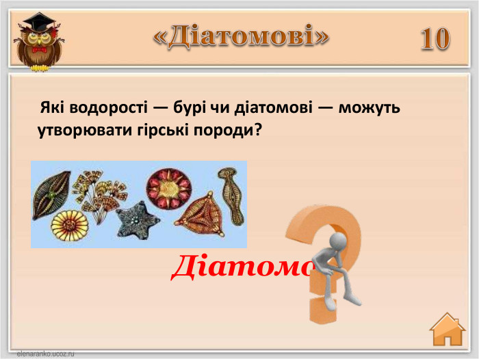 10 Які водорості — бурі чи діатомові — можуть утворювати гірські породи? Діатомові «Діатомові»