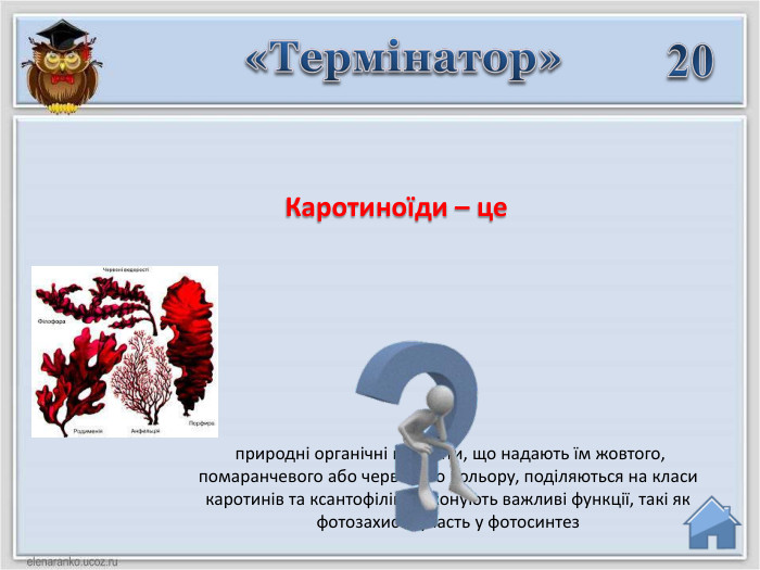 20 Каротиноїди – це  природні органічні пігменти, що надають їм жовтого, помаранчевого або червоного кольору, поділяються на класи каротинів та ксантофілів, виконують важливі функції, такі як фотозахист і участь у фотосинтез«Термінатор»