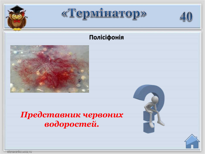 40 Полісіфонія«Термінатор»Представник червоних водоростей.