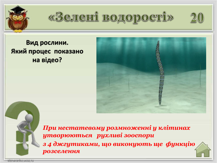 При нестатевому розмноженні у клітинах утворюються рухливі зооспори з 4 джгутиками, що виконують ще функцію розселення20 Вид рослини. Який процес показано на відео? «Зелені водорості»