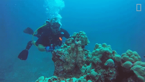 diving-national-geographic.gif