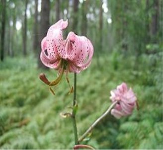Лілія лісова (Lilium Martagon)