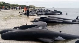 Сотні китів викинулись на берег Нової Зеландії (ФОТО)