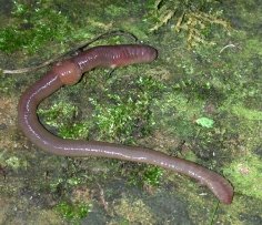 Дощовий черв'як звичайний (Lumbricus terrestris)