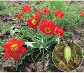 Тюльпан Шренка (Tulipa schrenkii Regel (~ T. gesneriana L. s.l.))