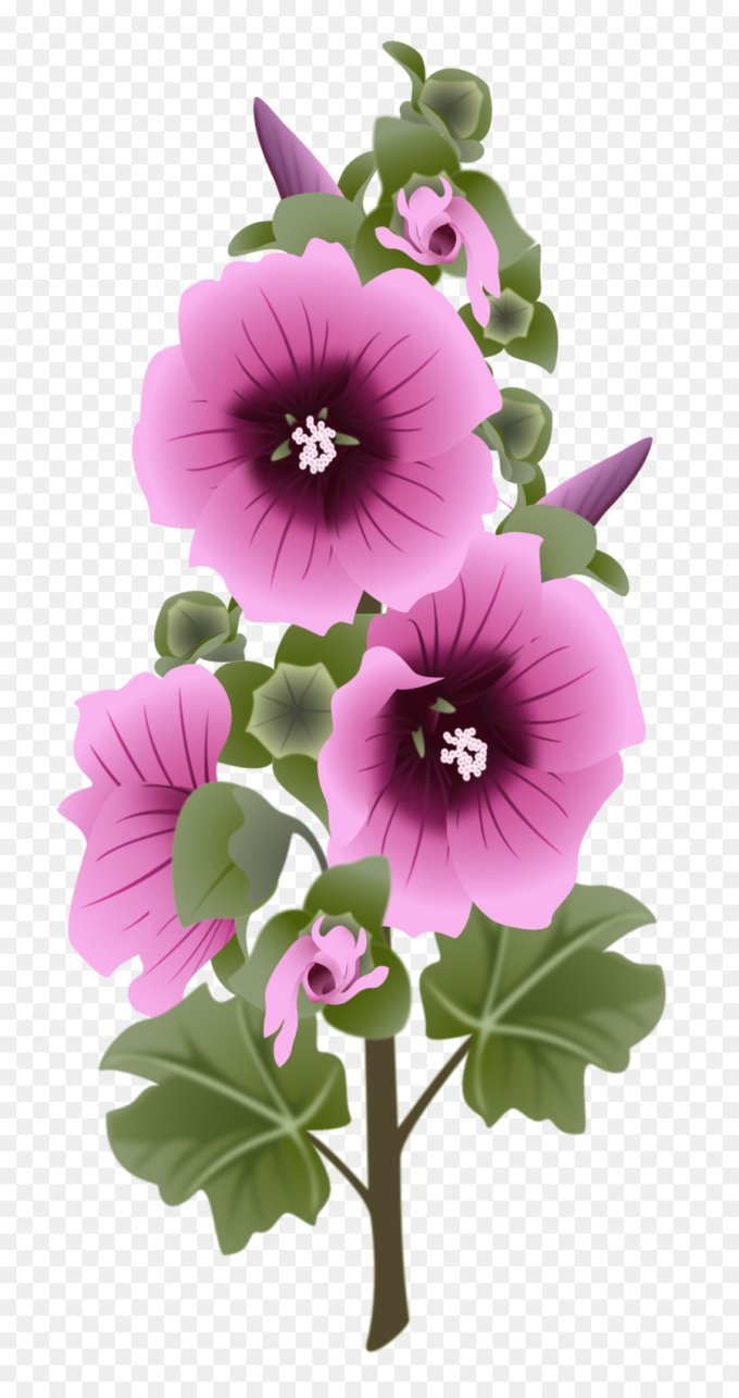 цветок, Мальва, цветочный дизайн