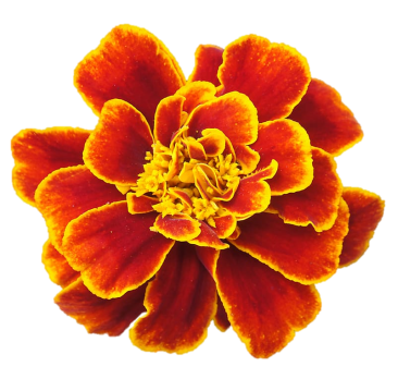 цветы календулы PNG фото скачать бесплатно | HotPNG