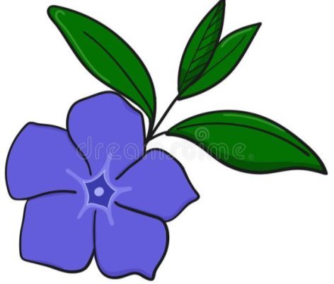 Periwinkle Flower. Bud And Leaves Of Vinca Stock Illustration -  Illustration of button, botanical: 132066996