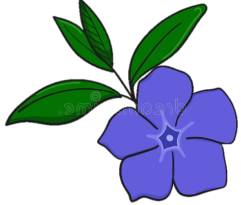 Periwinkle Flower. Bud And Leaves Of Vinca Stock Illustration -  Illustration of button, botanical: 132066996