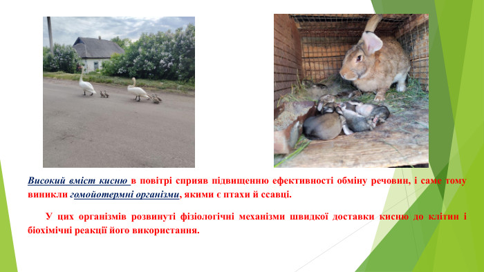 Високий вміст кисню в повітрі сприяв підвищенню ефективності обміну речовин, і саме тому виникли гомойотермні організми, якими є птахи й ссавці. У цих організмів розвинуті фізіологічні механізми швидкої доставки кисню до клітин і біохімічні реакції його використання.