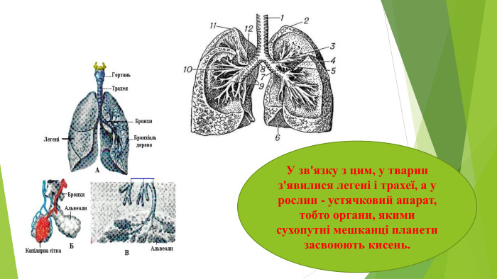 У зв'язку з цим, у тварин з'явилися легені і трахеї, а у рослин - устячковий апарат, тобто органи, якими сухопутні мешканці планети засвоюють кисень. 