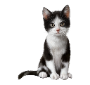 Kittens clipart real, Picture #2884134 kittens clipart real