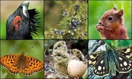 BBC NEWS | UK | Scotland | South of Scotland | Six key species get woodland  aid