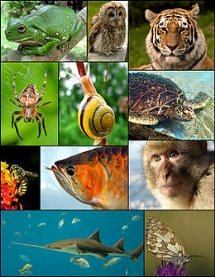 Тварини — Вікіпедія
