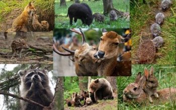 Кількість тварин у лісах скоротилася вдвічі - 112 Україна