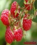 Картинки по запросу малина фото ягоды