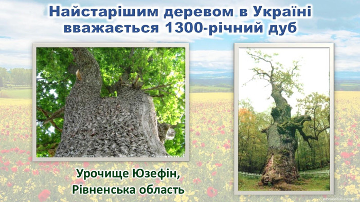 Найстарішим деревом в Україні вважається 1300-річний дуб 