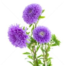 F:\ри\р\3421927_stock-photo-tree-aster-violet-flowers.jpg