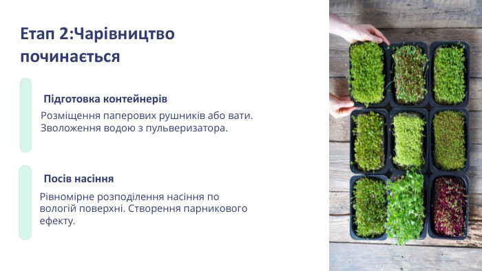 Етап 2: Чарівництво починається. Підготовка контейнерів. Розміщення паперових рушників або вати. Зволоження водою з пульверизатора. Посів насіння. Рівномірне розподілення насіння по вологій поверхні. Створення парникового ефекту.