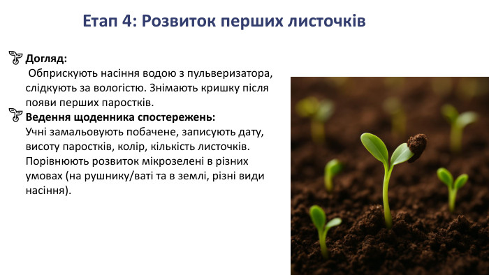 Етап 4: Розвиток перших листочків. Догляд: Обприскують насіння водою з пульверизатора, слідкують за вологістю. Знімають кришку після появи перших паростків. Ведення щоденника спостережень: Учні замальовують побачене, записують дату, висоту паростків, колір, кількість листочків. Порівнюють розвиток мікрозелені в різних умовах (на рушнику/ваті та в землі, різні види насіння).🌱🌱