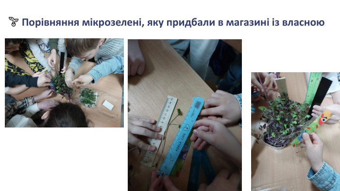 Порівняння мікрозелені, яку придбали в магазині із власною🌱